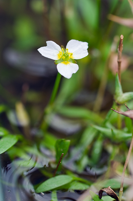 Damasonium alisma_LP0217_01_Surrey