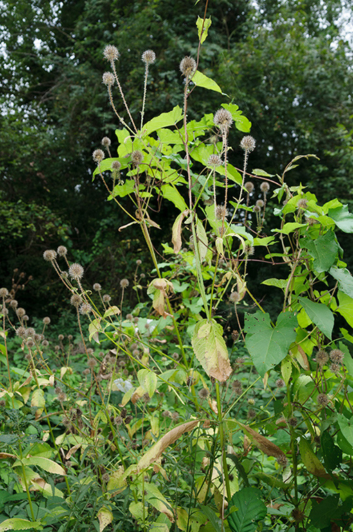 Dipsacus_pilosus_LP0481_01_Carshalton