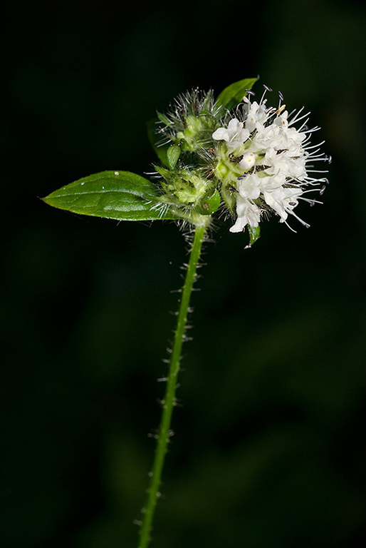 Dipsacus_pilosus_LP0183_01_Betchworth