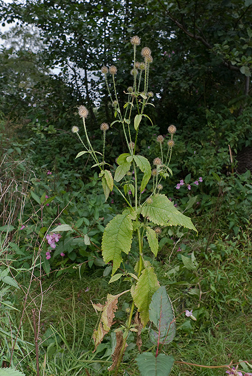 Dipsacus_pilosus_LP0185_05_Shalford