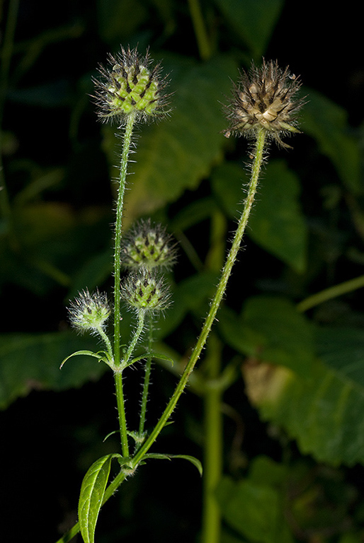 Dipsacus_pilosus_LP0183_03_Betchworth