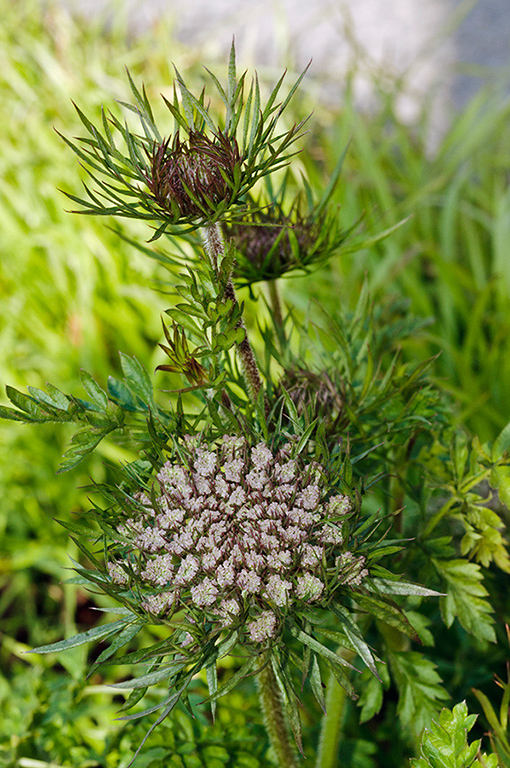 Daucus_carota_LP0564_11_South_Croydon