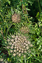 Daucus_carota_LP0564_09_South_Croydon