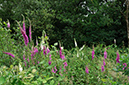 Digitalis_purpurea_LP0460_22_Ash_Vale