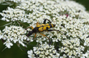 Daucus_carota_LP0628_03_Nutfield_Marsh