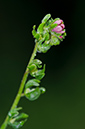 Cynoglossum_germanica_LP0408_26_Denbies