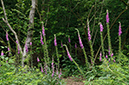 Digitalis_purpurea_LP0538_15_Leith_Hill