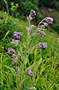 Cynoglossum_officinale_LP0244_05_Reigate