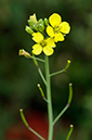 Diplotaxis_tenuifolia_LP0480_03_Wandle