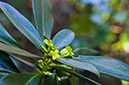 Daphne_laureola_LP0497_07_New_Addington