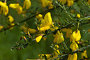 Cytisus_scoparius_LP0130_23_Peaslake