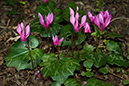 Cyclamen_repandum_LP0115_27_Kenley