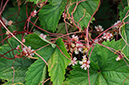 Cuscuta_europaea_LP0376_32_Runnymede