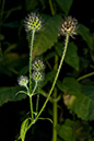 Dipsacus_pilosus_LP0183_03_Betchworth