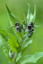 Cynoglossum_officinale_LP0132_09_Milford