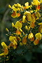 Cytisus_scoparius_LP0130_32_Peaslake