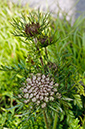 Daucus_carota_LP0564_11_South_Croydon