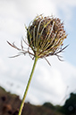 Daucus_carota_LP0421_73_Ranmore_Common