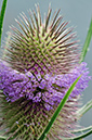 Dipsacus_fullonum_LP0377_96_Hampton_Court