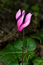 Cyclamen_repandum_LP0115_26_Kenley