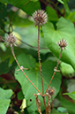 Dipsacus_pilosus_LP0481_08_Carshalton