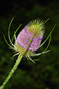 Dipsacus_fullonum_LP0587_01_Titsey