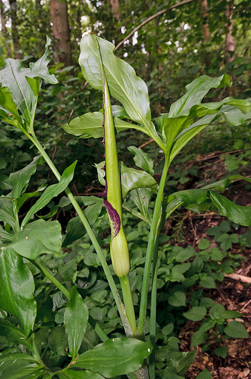 Dracunculus_vulgaris_LP0574_12_Frylands_Wood