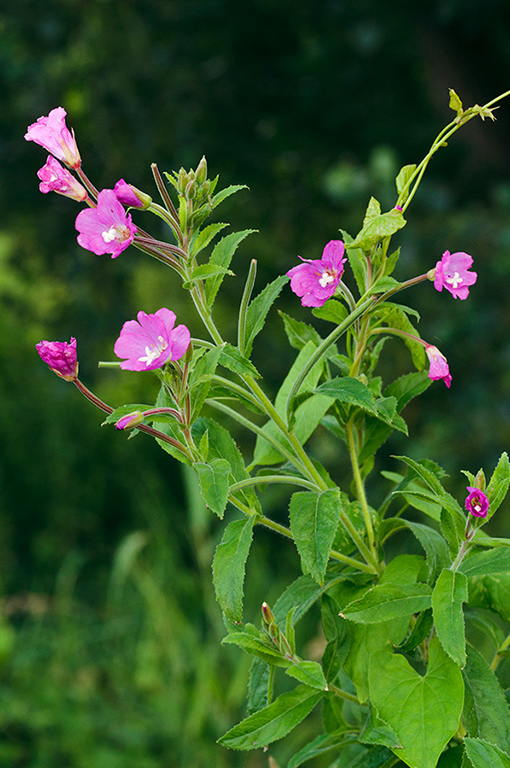 Epilobium_hirsutum_LP0640_16_Nutfield_Marsh