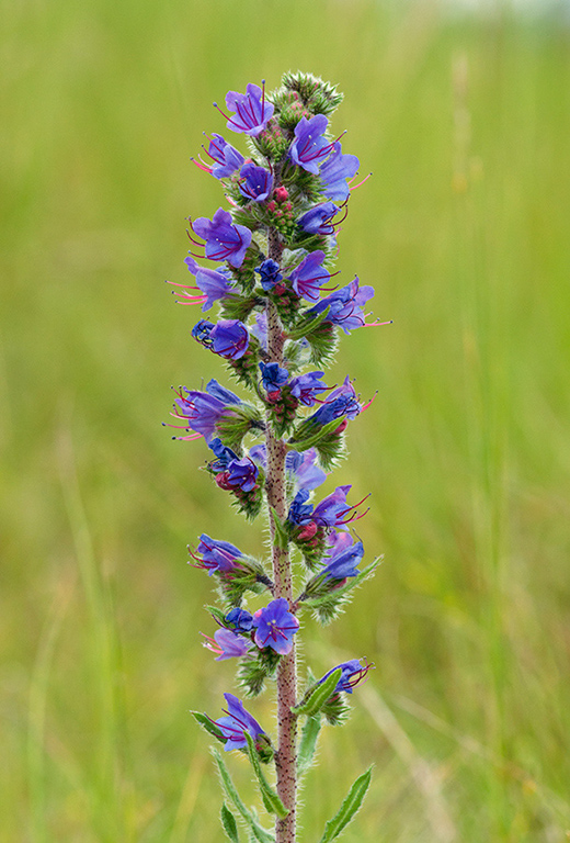 Echium_vulgare_LP0578_10_Box_Hill