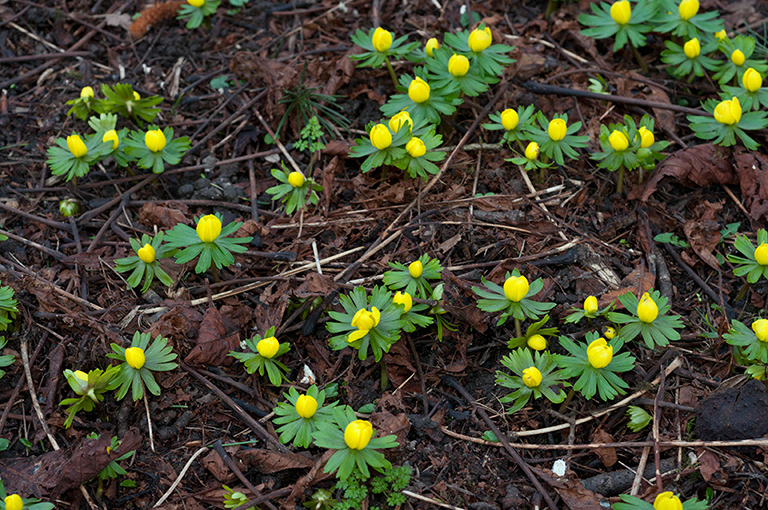 Eranthis_hyemalis_LP0434_06_South_Croydon