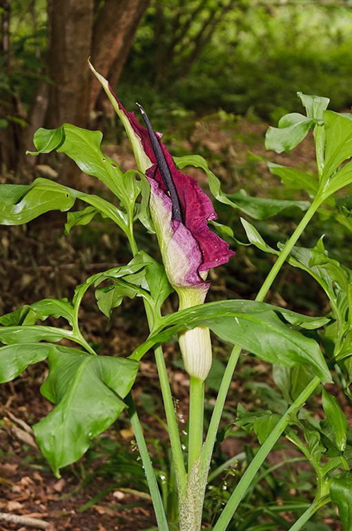 Dracunculus_vulgaris_LP0574_30_Frylands_Wood