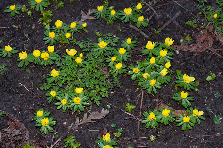 Eranthis_hyemalis_LP0556_06_South_Croydon