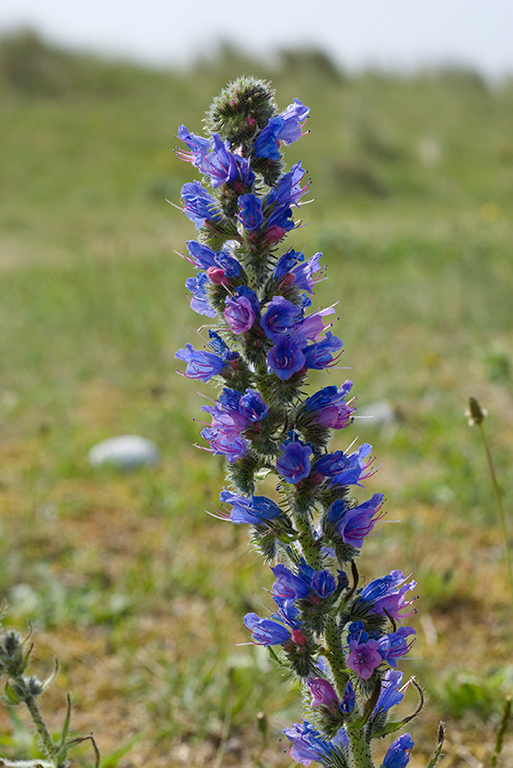 Echium_vulgare_LP0008_72_Sandwich