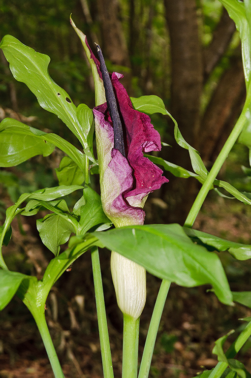 Dracunculus_vulgaris_LP0574_32_Frylands_Wood