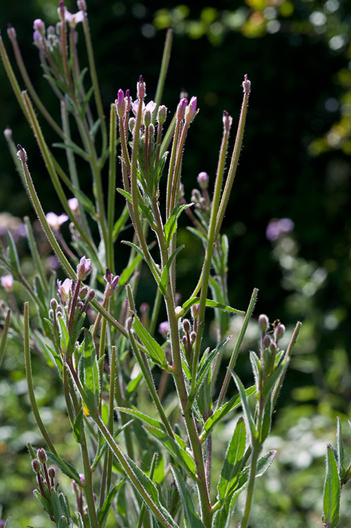 Epilobium_parviflorum_LP0682_05_Nonsuch_Park