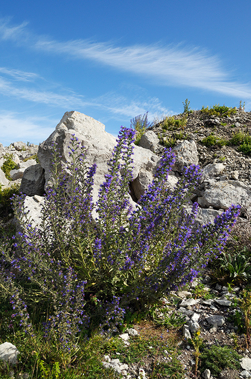 Echium_vulgare_LP0320_16_Portland