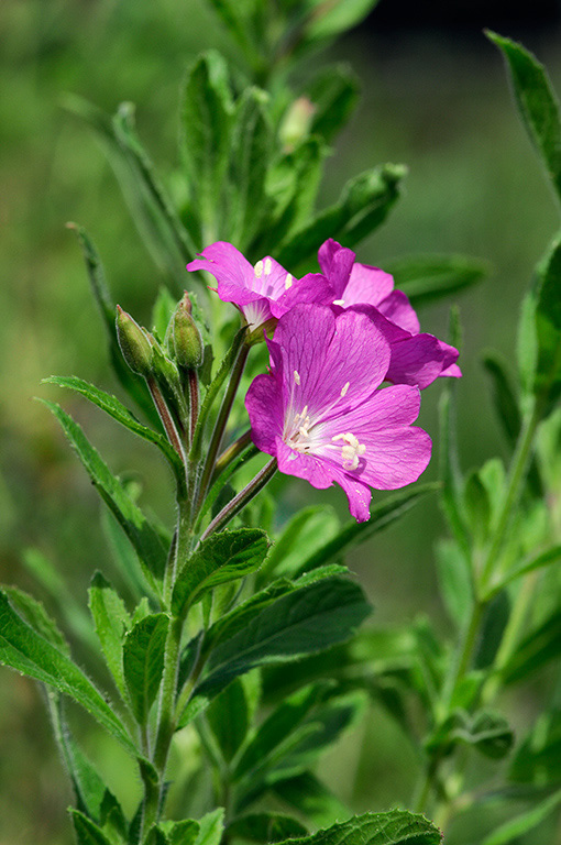 Epilobium_hirsutum_LP0322_14_Hampton_Court