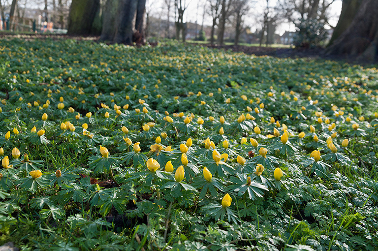 Eranthis_hyemalis_LP0556_07_South_Croydon