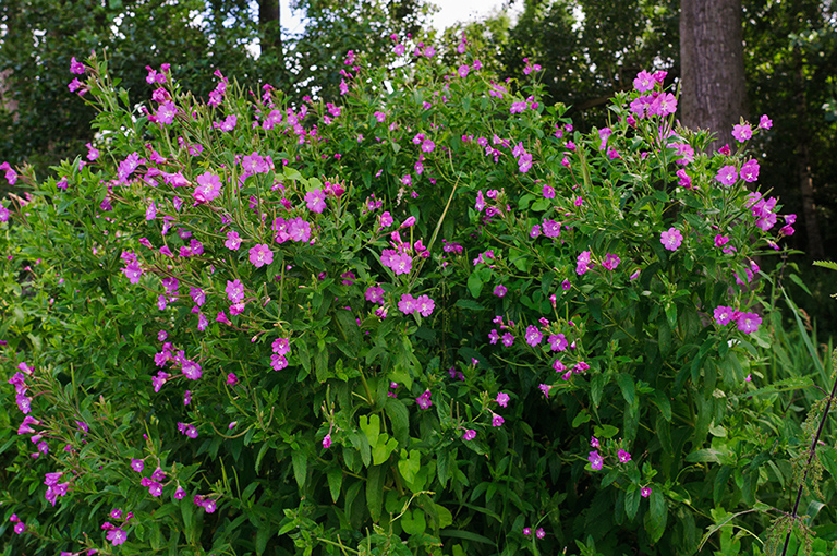 Epilobium_hirsutum_LP0640_24_Nutfield_Marsh