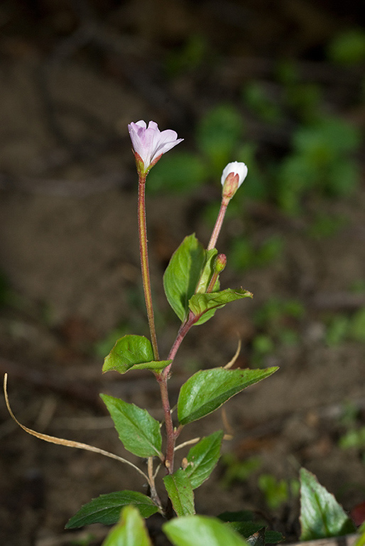 Epilobium_roseum_LP0224_35_Wisley