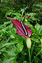 Dracunculus_vulgaris_LP0632_20_Frylands_Wood