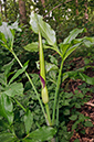 Dracunculus_vulgaris_LP0574_12_Frylands_Wood