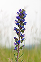 Echium_vulgare_LP0578_11_Box_Hill