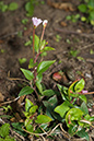 Epilobium_roseum_LP0224_31_Wisley