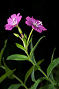 Epilobium_hirsutum_LP0067_13_Chalkpit_Wood