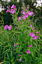 Epilobium_hirsutum_LP0640_22_Nutfield_Marsh