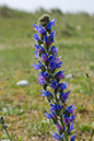 Echium_vulgare_LP0008_72_Sandwich