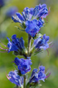 Echium_vulgare_LP0235_06_Betchworth_Quarry