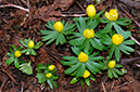 Eranthis_hyemalis_LP0434_11_South_Croydon