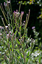 Epilobium_parviflorum_LP0682_05_Nonsuch_Park